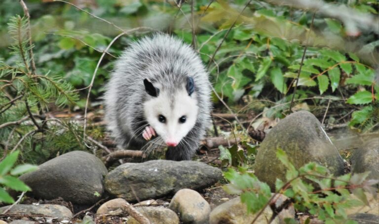 photo of possum. fear of man is a snare. people pleasing