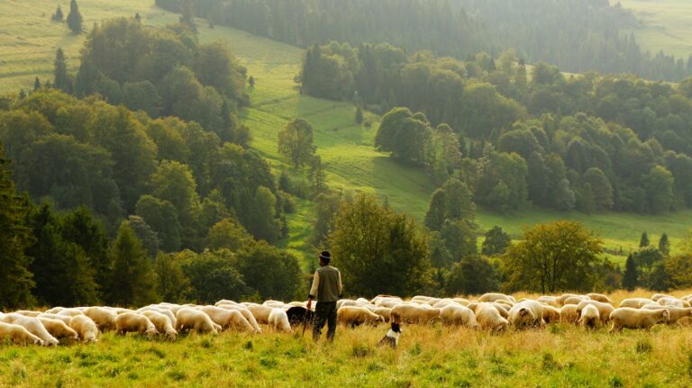 Psalm 23 Mercy and goodness follow me. Jesus the shepherd