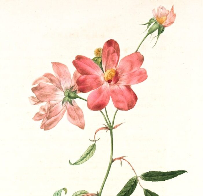 pink and green flower painting