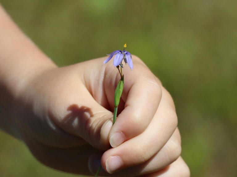 a child's hand holding a small purple flower